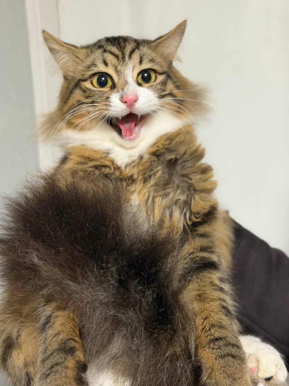 Tier, das ein Zuhause gefunden hat #8