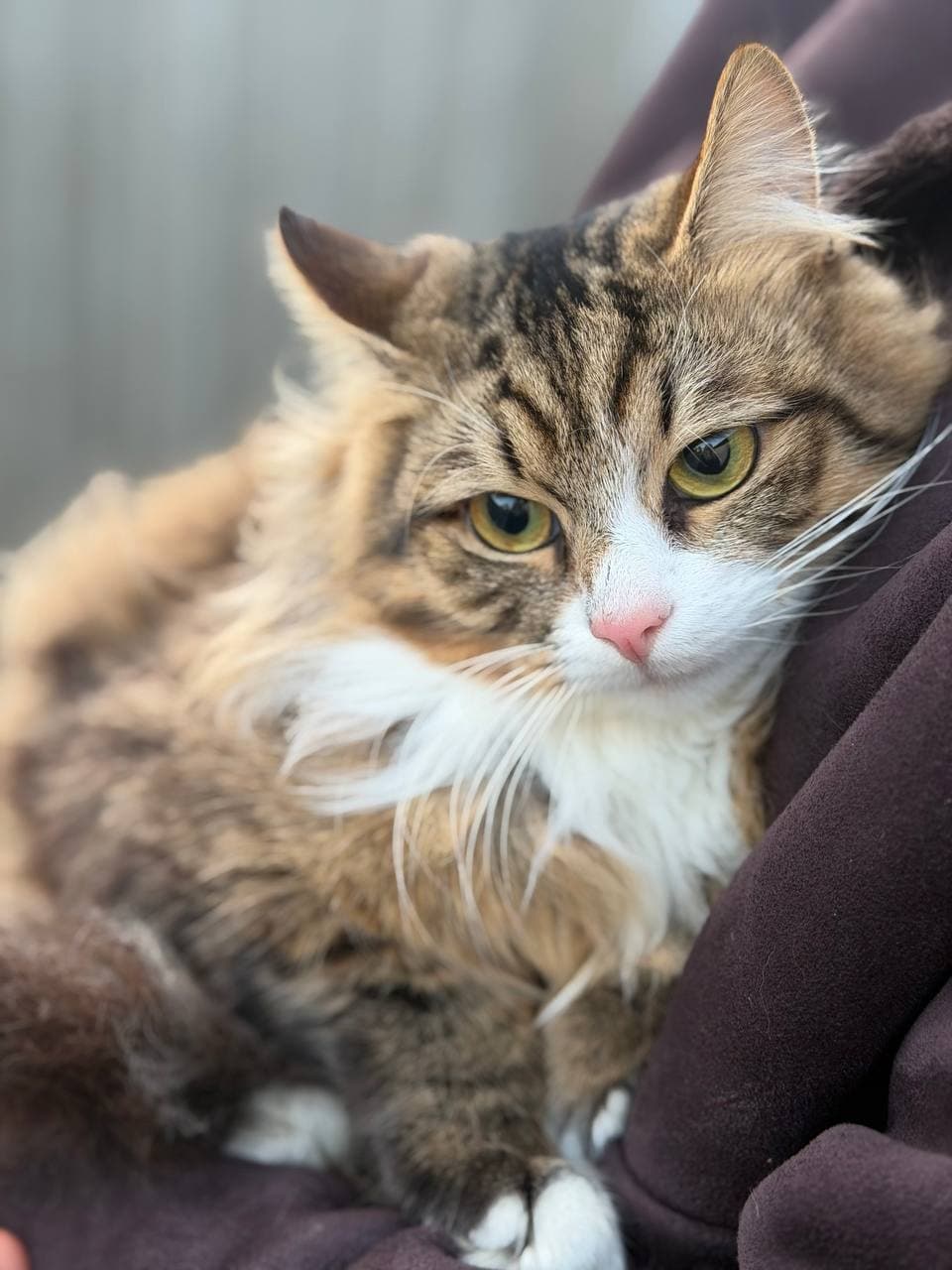 Tier, das ein Zuhause gefunden hat #8