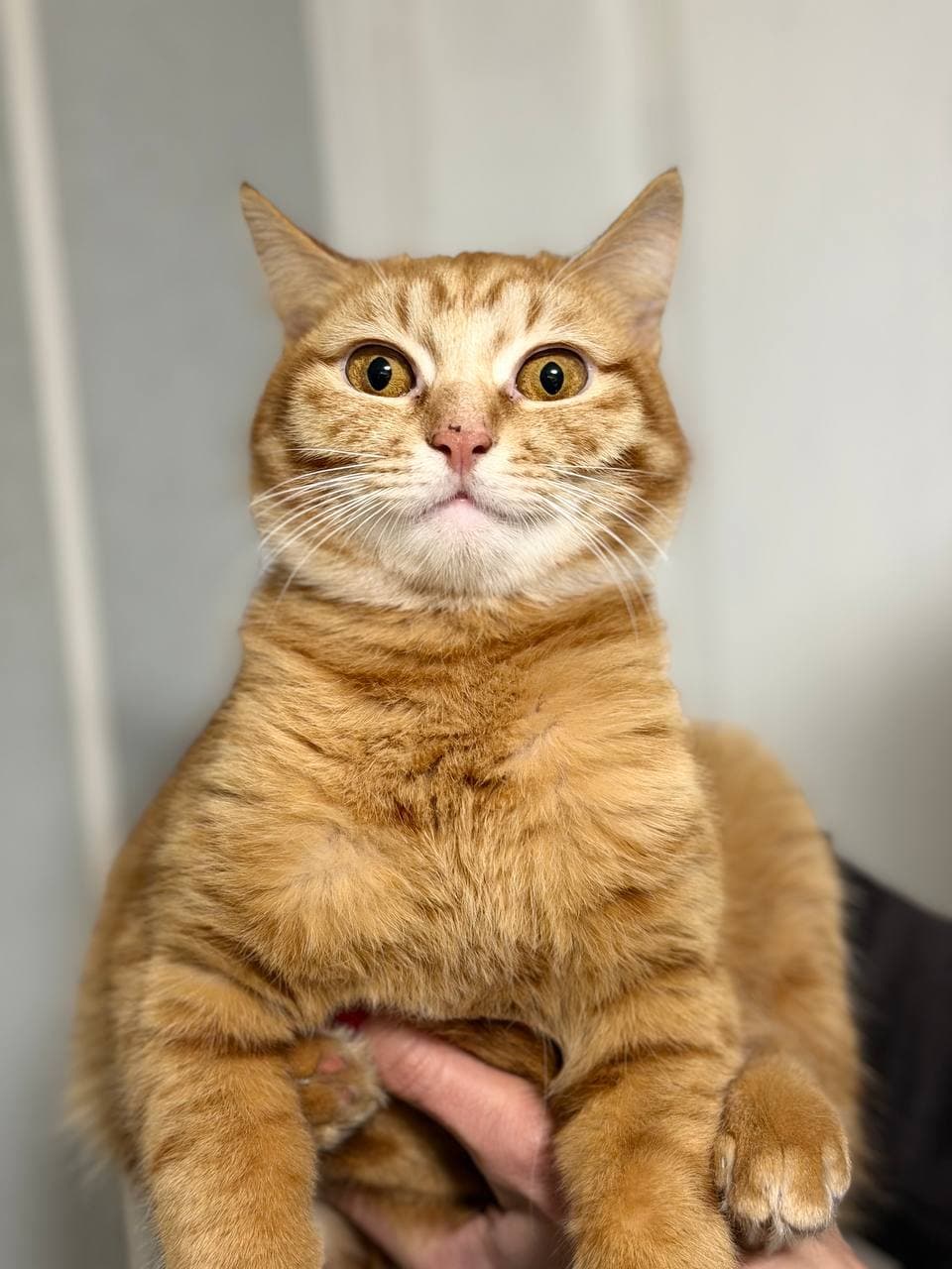 Tier, das ein Zuhause gefunden hat #9