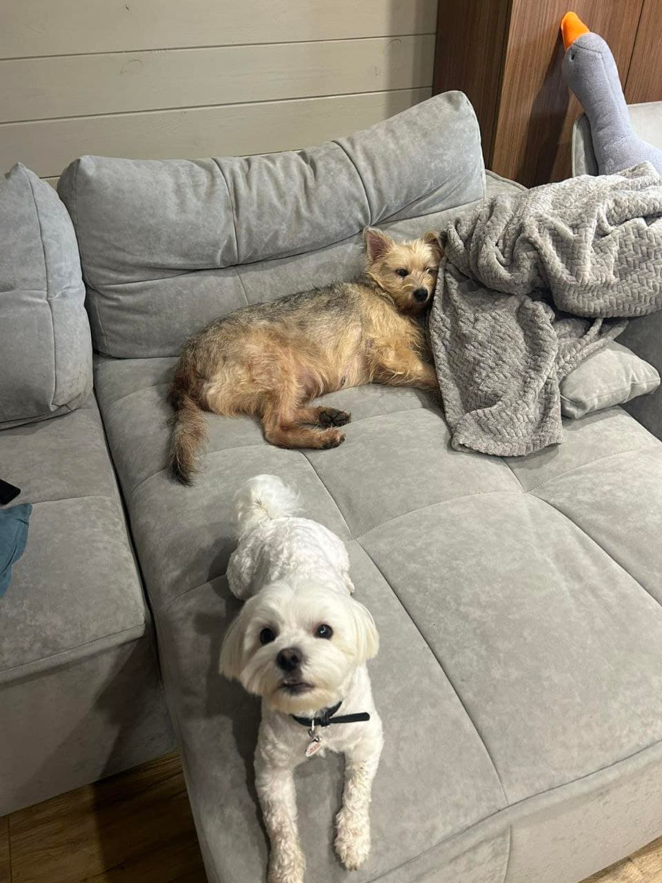 Tier, das ein Zuhause gefunden hat #1