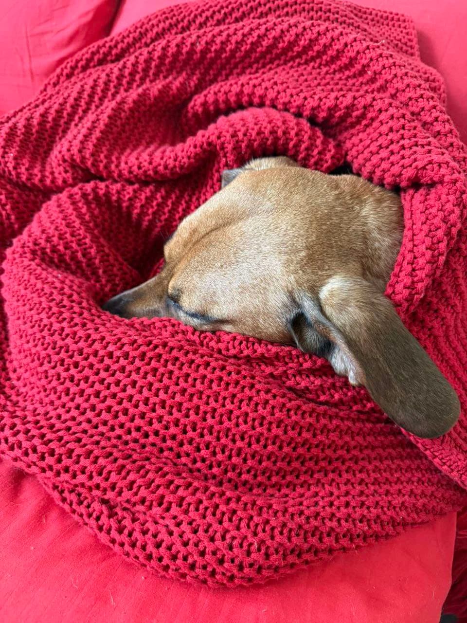 Tier, das ein Zuhause gefunden hat #2