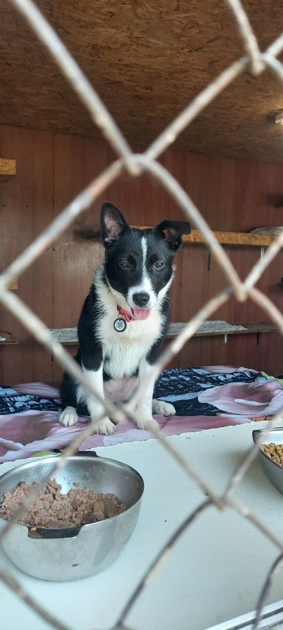 Tier, das ein Zuhause gefunden hat #7