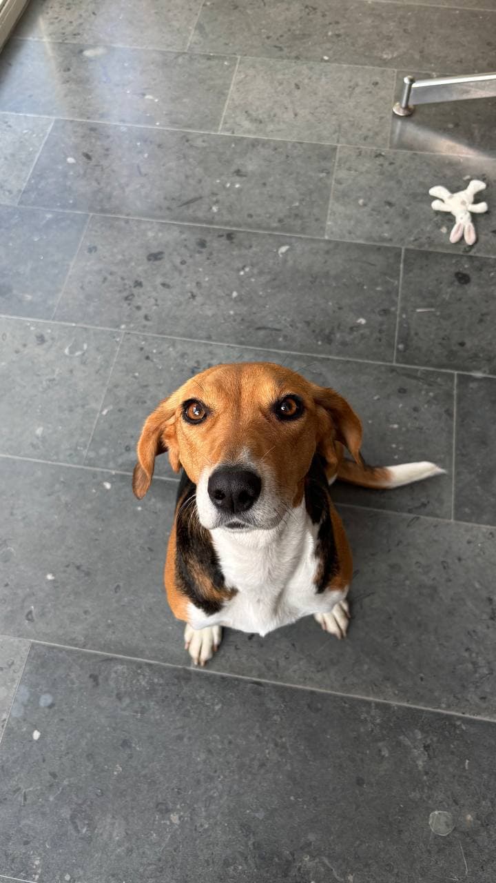 Tier, das ein Zuhause gefunden hat #6