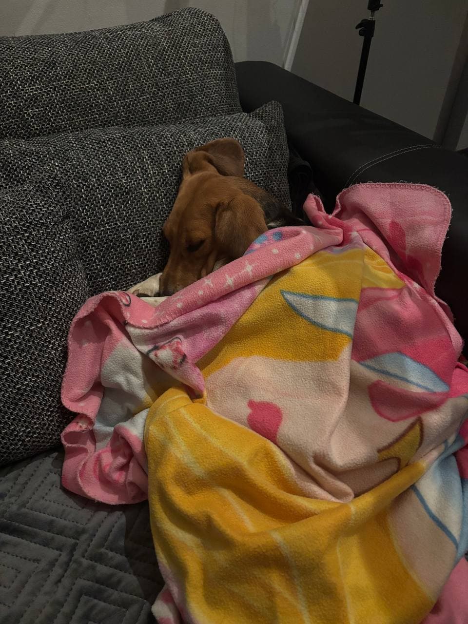 Tier, das ein Zuhause gefunden hat #6