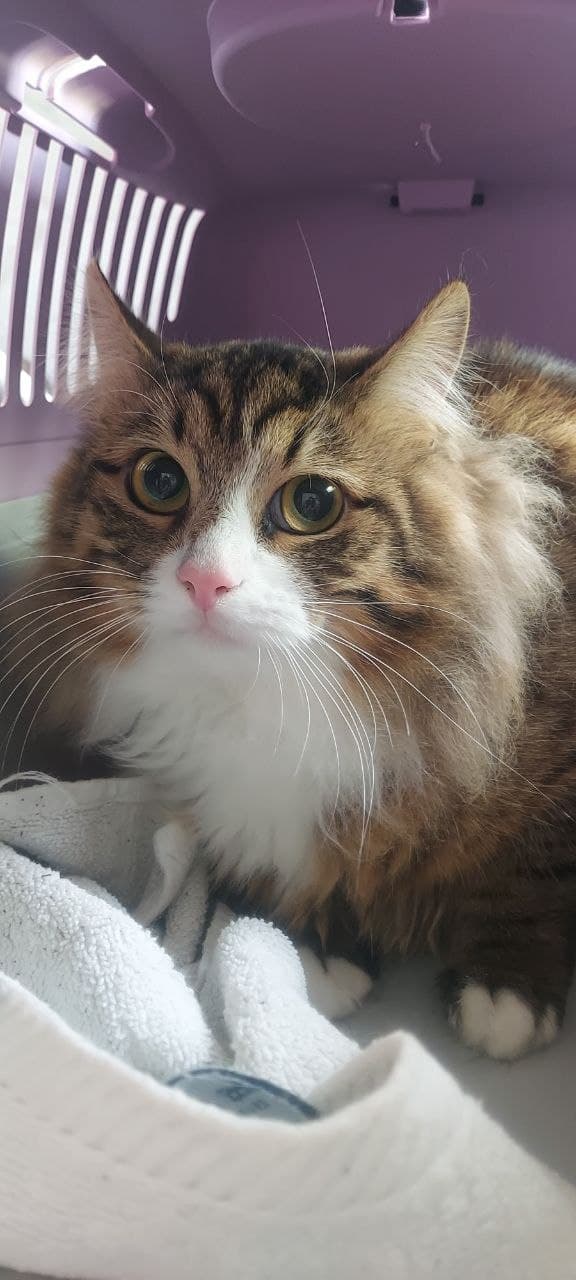 Cat from SOS shelter #15