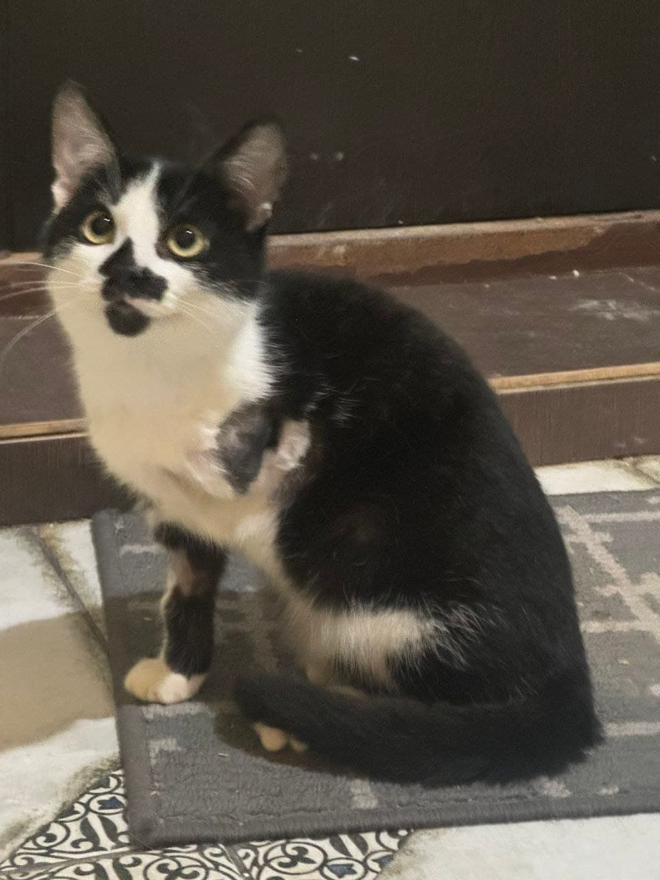 Cat from SOS shelter #17