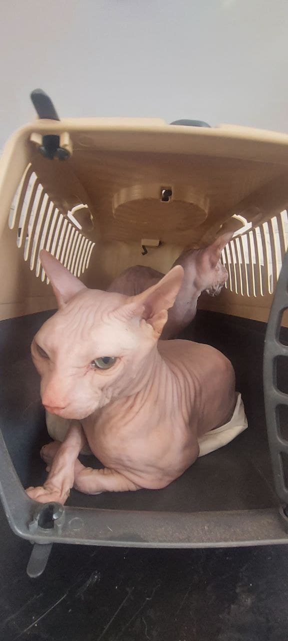 Cat from SOS shelter #18