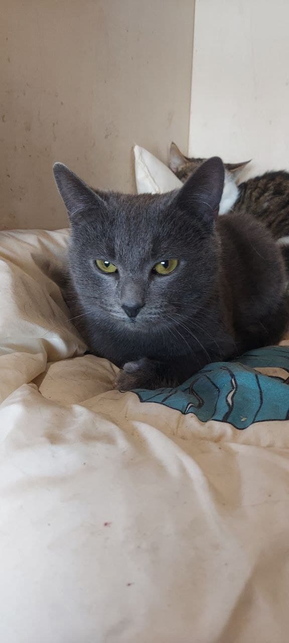 Cat from SOS shelter #19