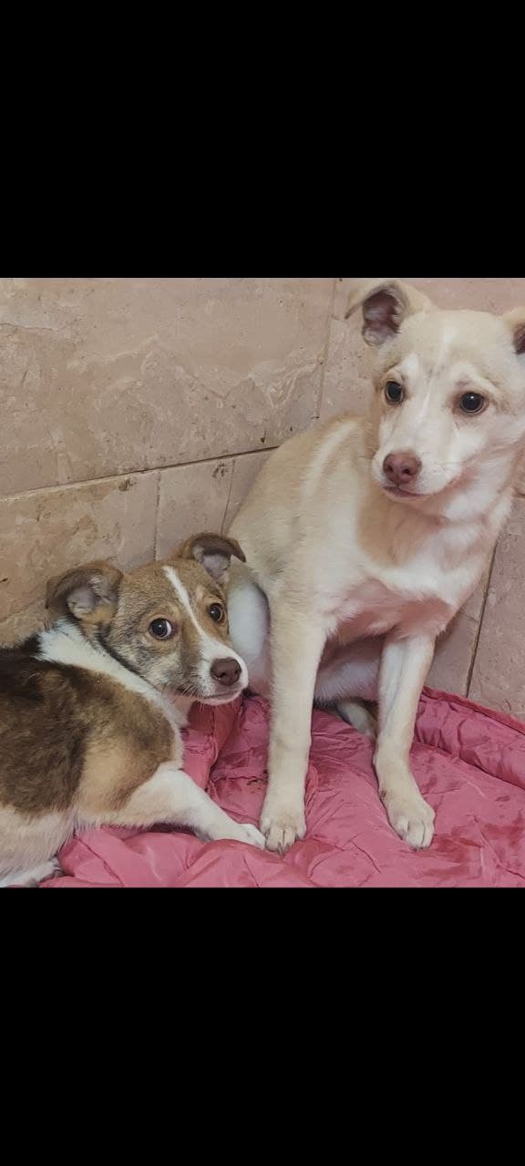 Hund aus dem SOS Tierheim #28