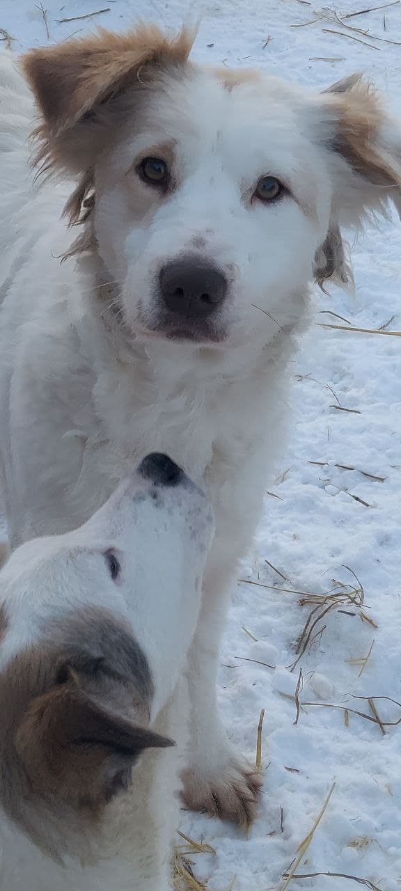 Hund aus dem SOS Tierheim #29