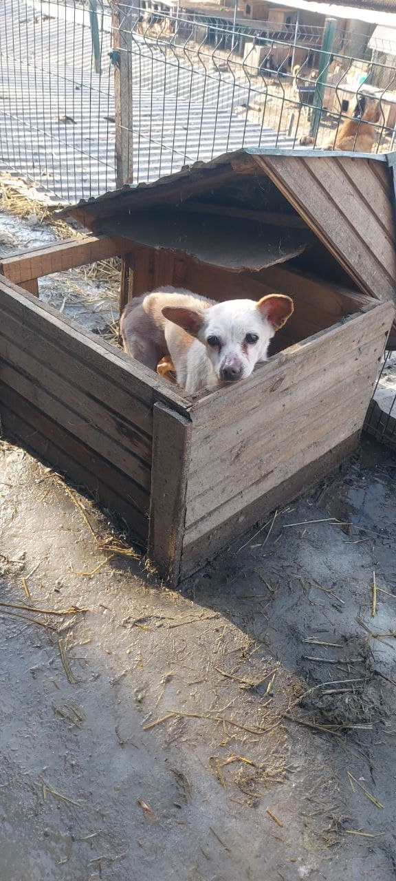 Собака з притулку SOS #30