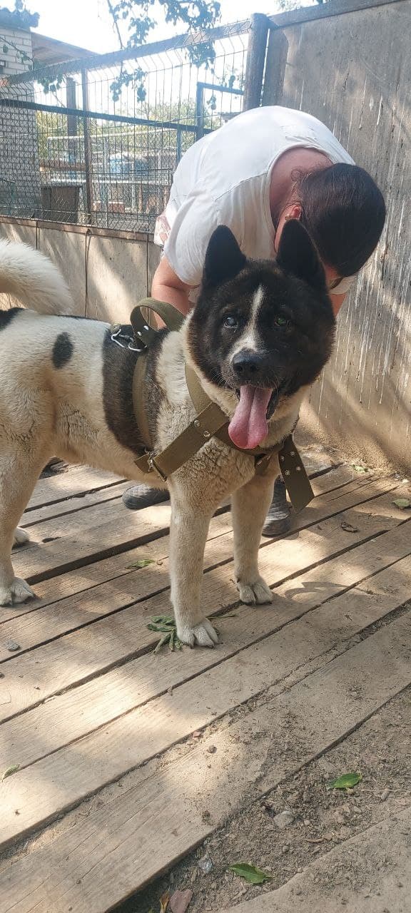 Hund aus dem SOS Tierheim #31