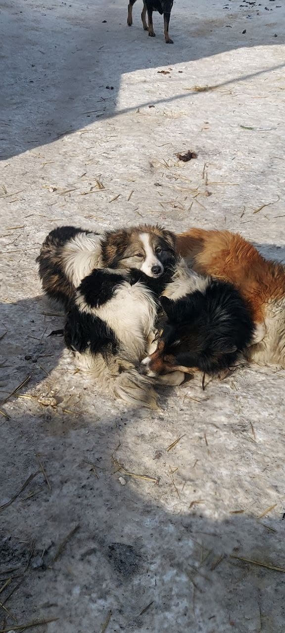 Hund aus dem SOS Tierheim #33