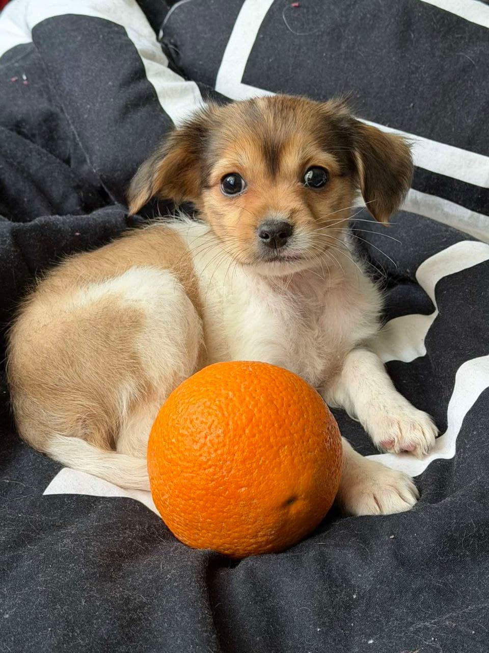 Hund aus dem SOS Tierheim #34