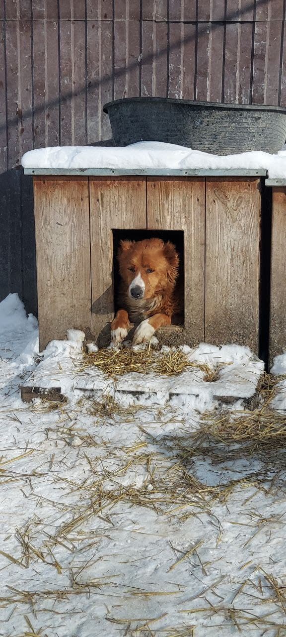 Hund aus dem SOS Tierheim #36