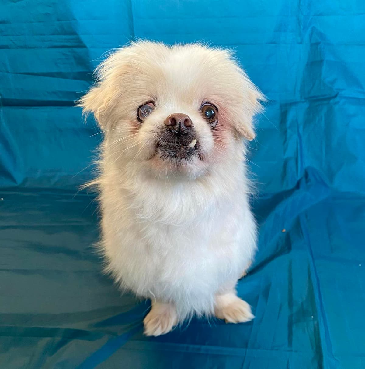 Hund aus dem SOS Tierheim #37