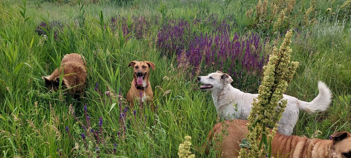 Hund aus dem SOS Tierheim #38
