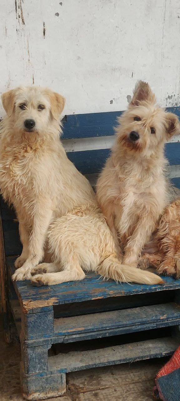 Собака з притулку SOS #39