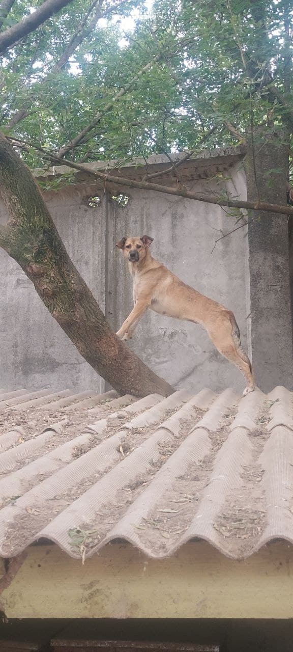 Hund aus dem SOS Tierheim #40