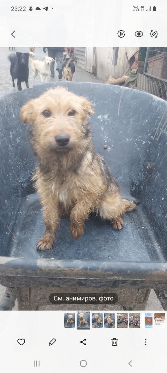 Собака з притулку SOS #42