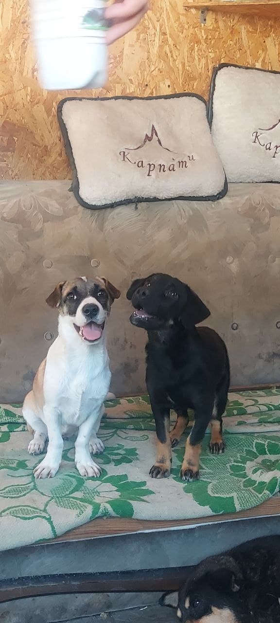 Собака з притулку SOS #43