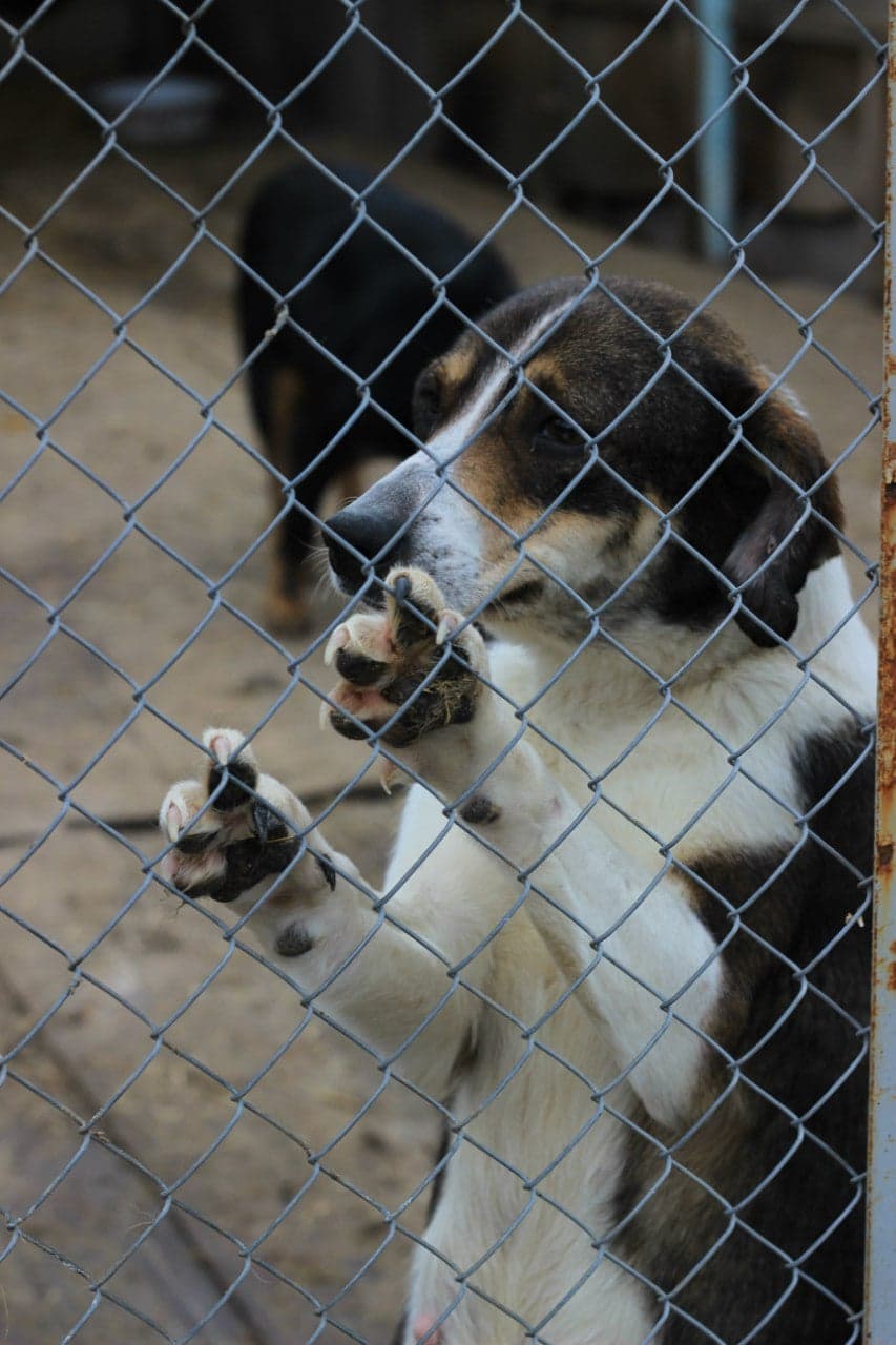 Hund aus dem SOS Tierheim #1