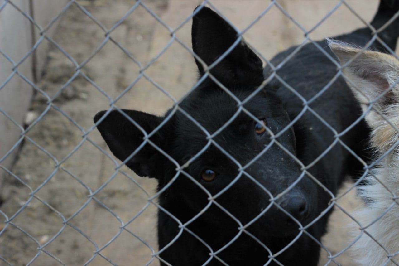 Собака з притулку SOS #2