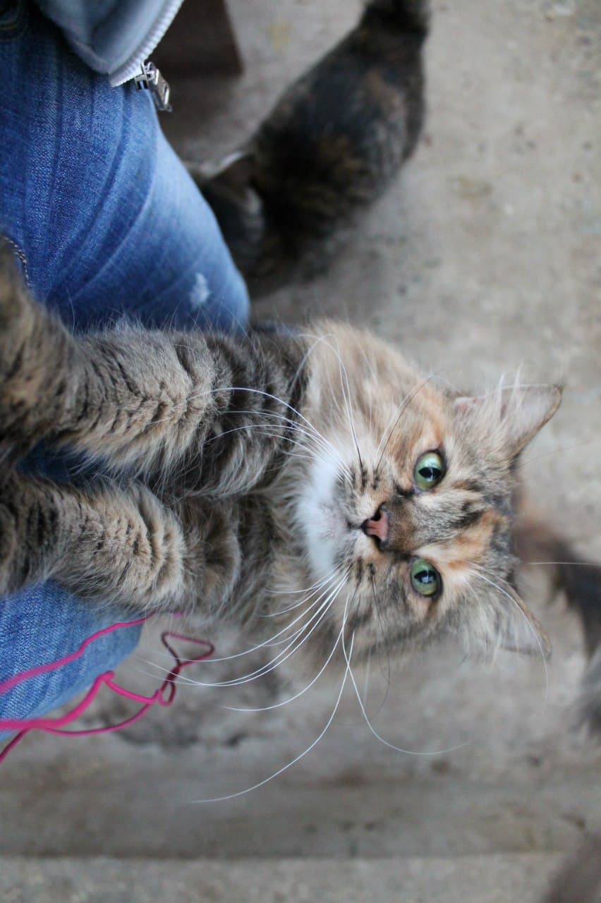 Cat from SOS shelter #2