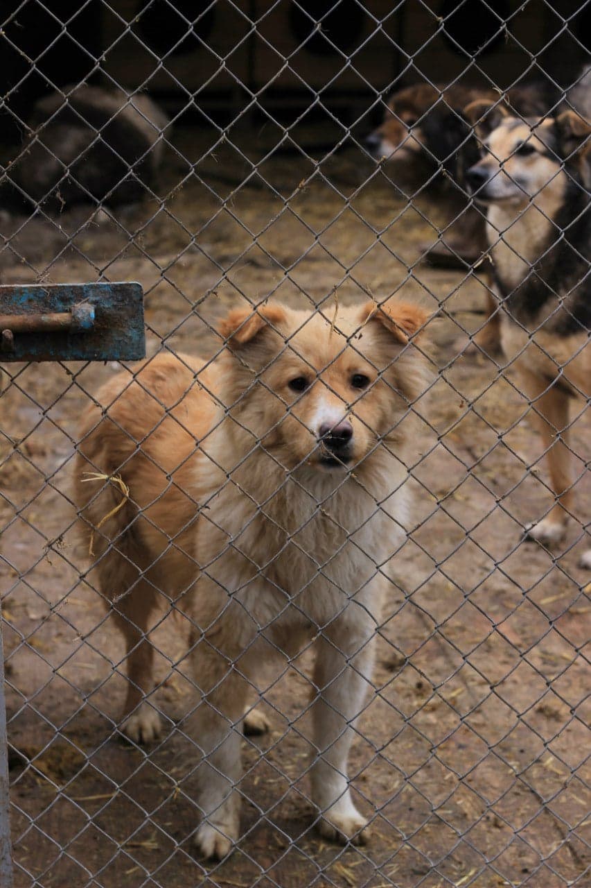 Hund aus dem SOS Tierheim #3