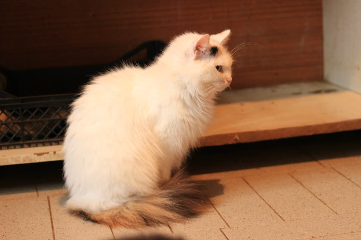 Katze aus dem SOS Tierheim #3