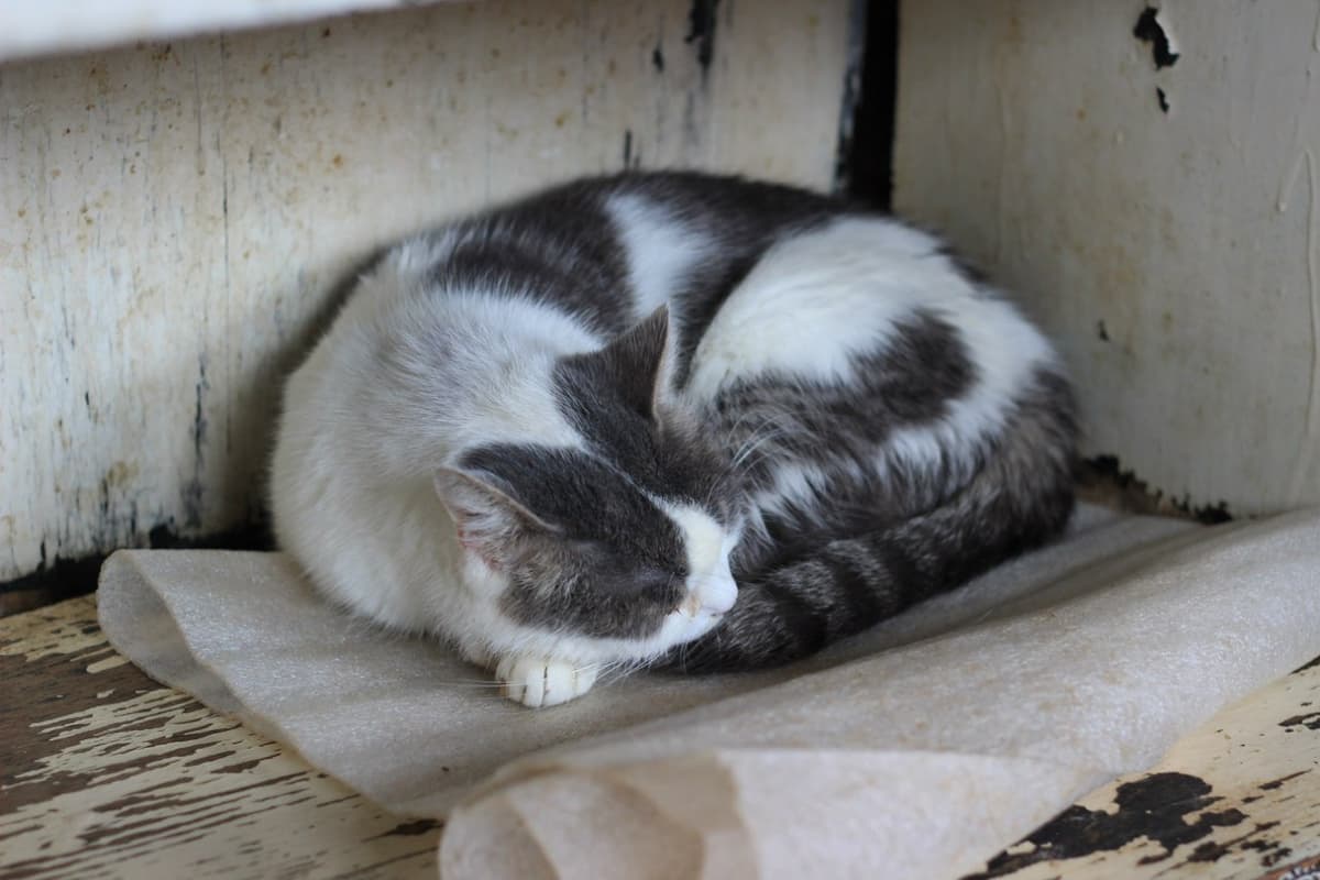 Katze aus dem SOS Tierheim #4