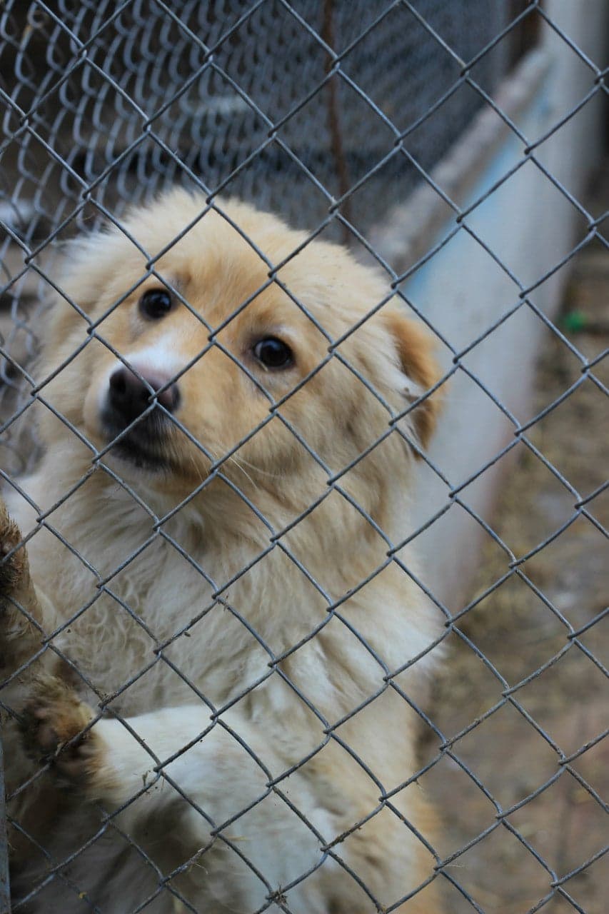 Собака з притулку SOS #6