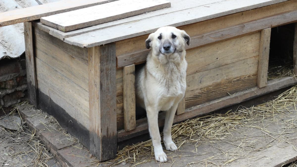 Hund aus dem SOS Tierheim #7