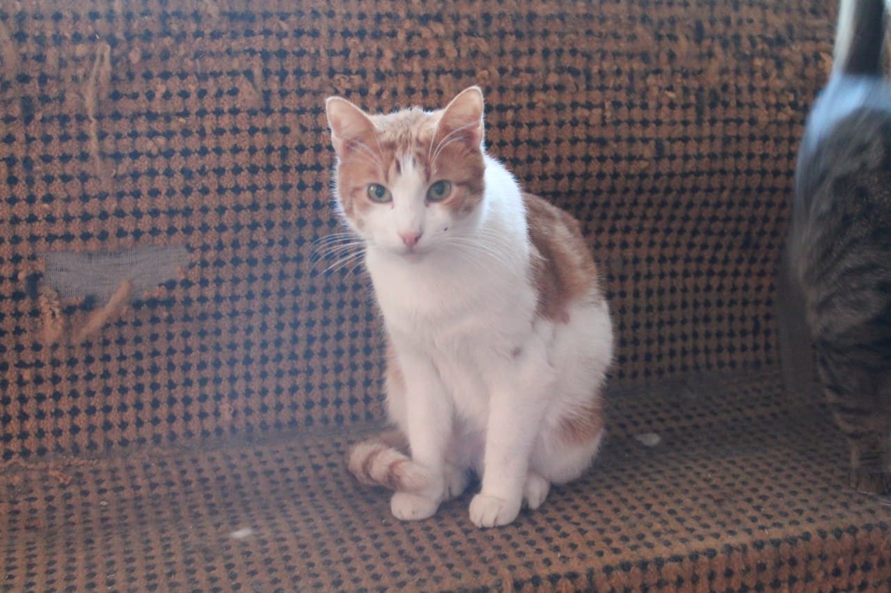 Cat from SOS shelter #5