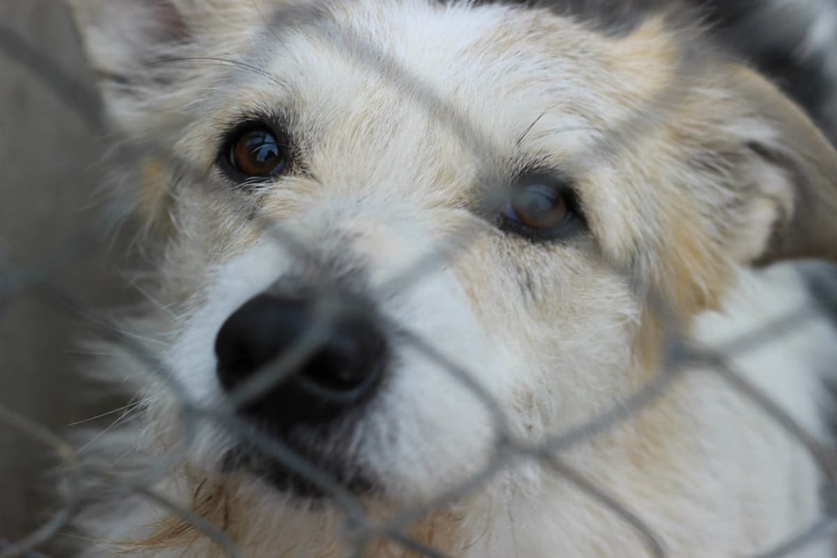 Hund aus dem SOS Tierheim #8