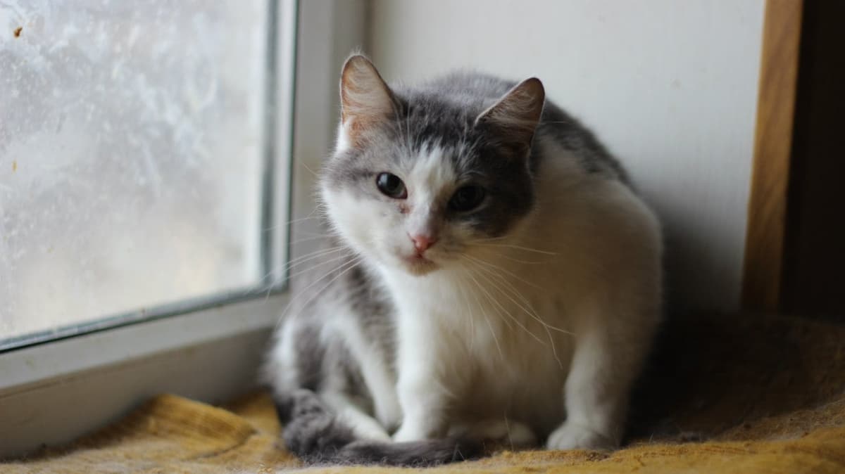 Katze aus dem SOS Tierheim #6