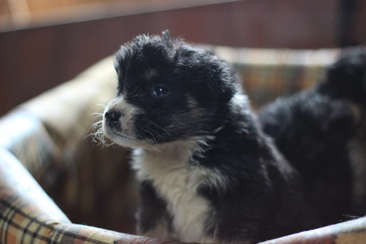 Hund aus dem SOS Tierheim #9