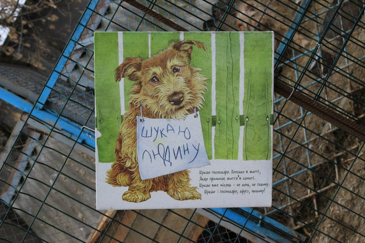 Собака з притулку SOS #10