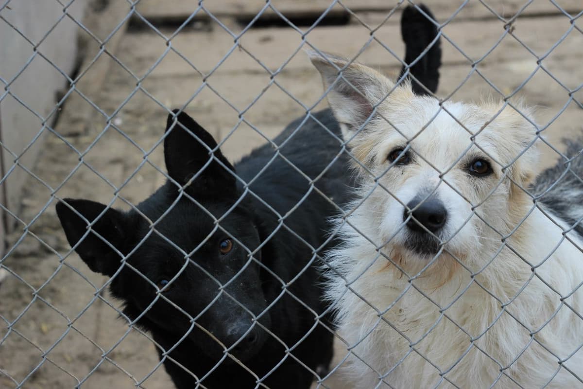 Hund aus dem SOS Tierheim #11