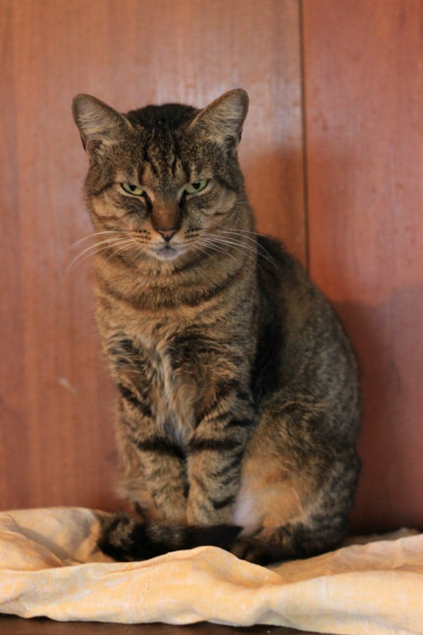 Cat from SOS shelter #7