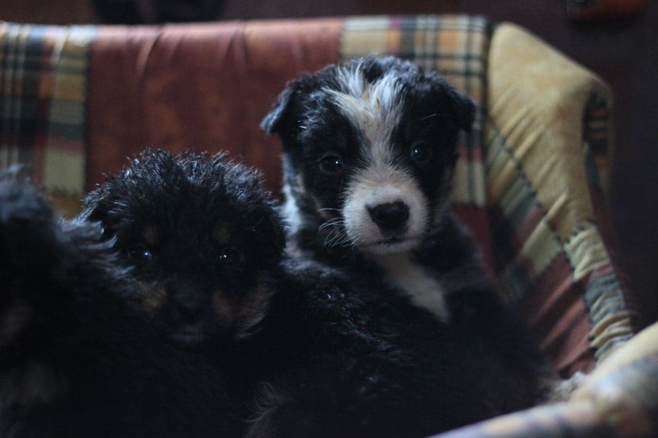 Собака з притулку SOS #12