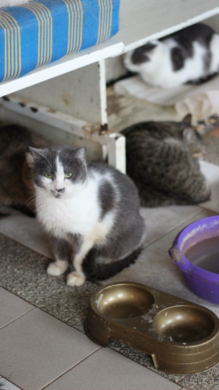 Cat from SOS shelter #8