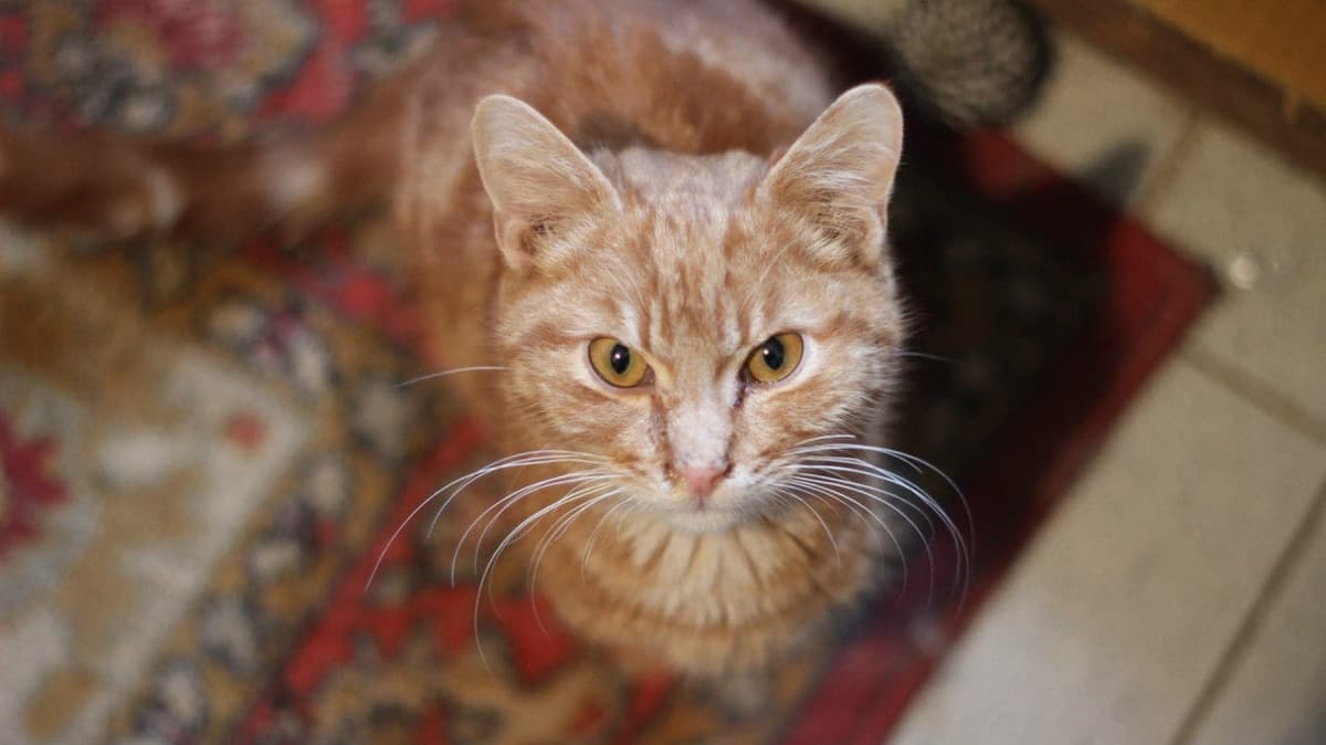 Katze aus dem SOS Tierheim #9