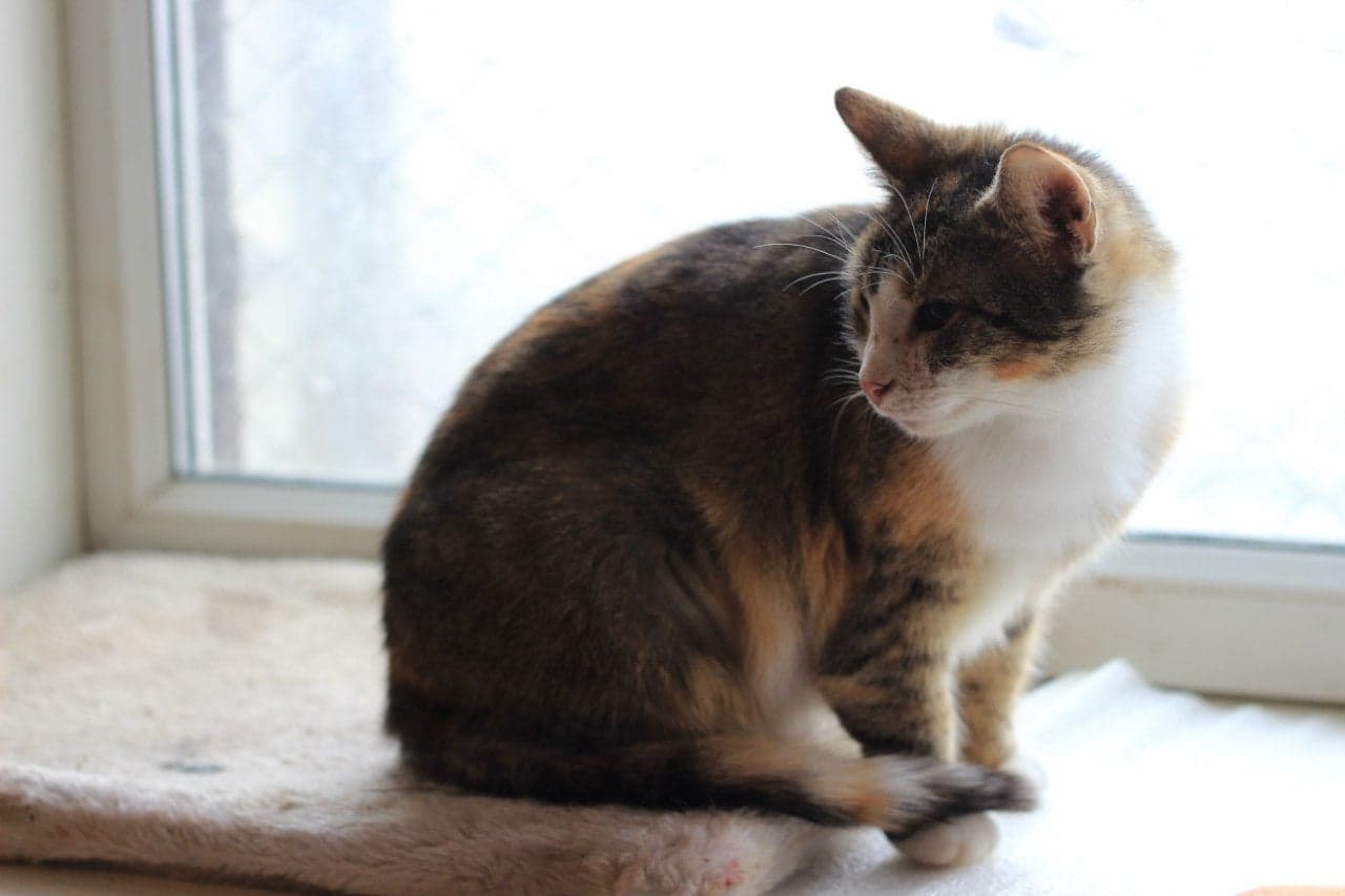 Cat from SOS shelter #10