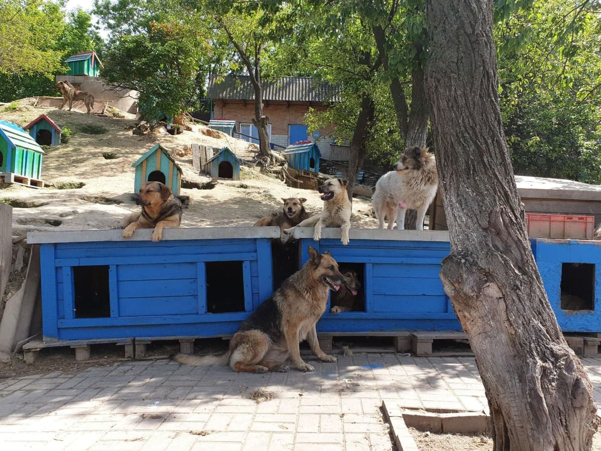 Hund aus dem SOS Tierheim #1