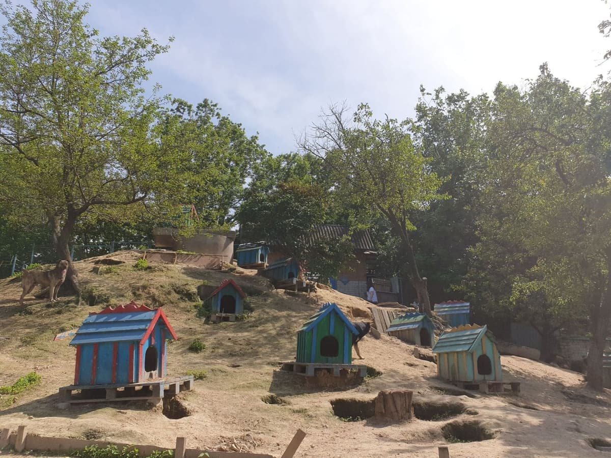 Hund aus dem SOS Tierheim #3