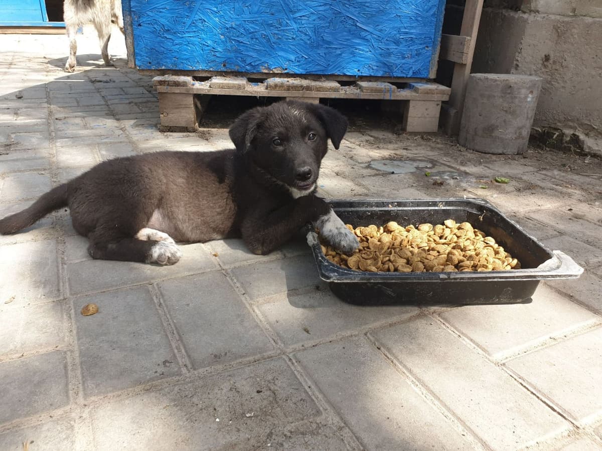 Hund aus dem SOS Tierheim #4