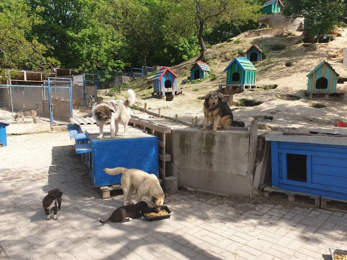 Hund aus dem SOS Tierheim #6