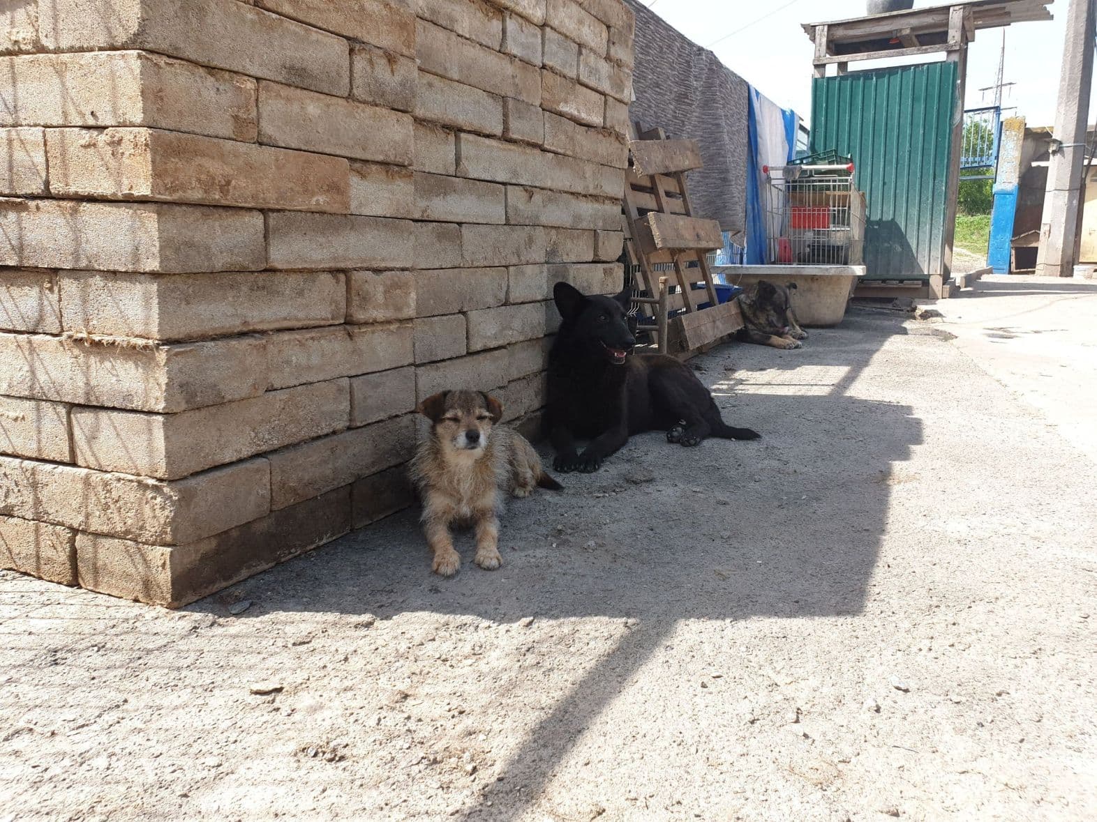 Собака з притулку SOS #7