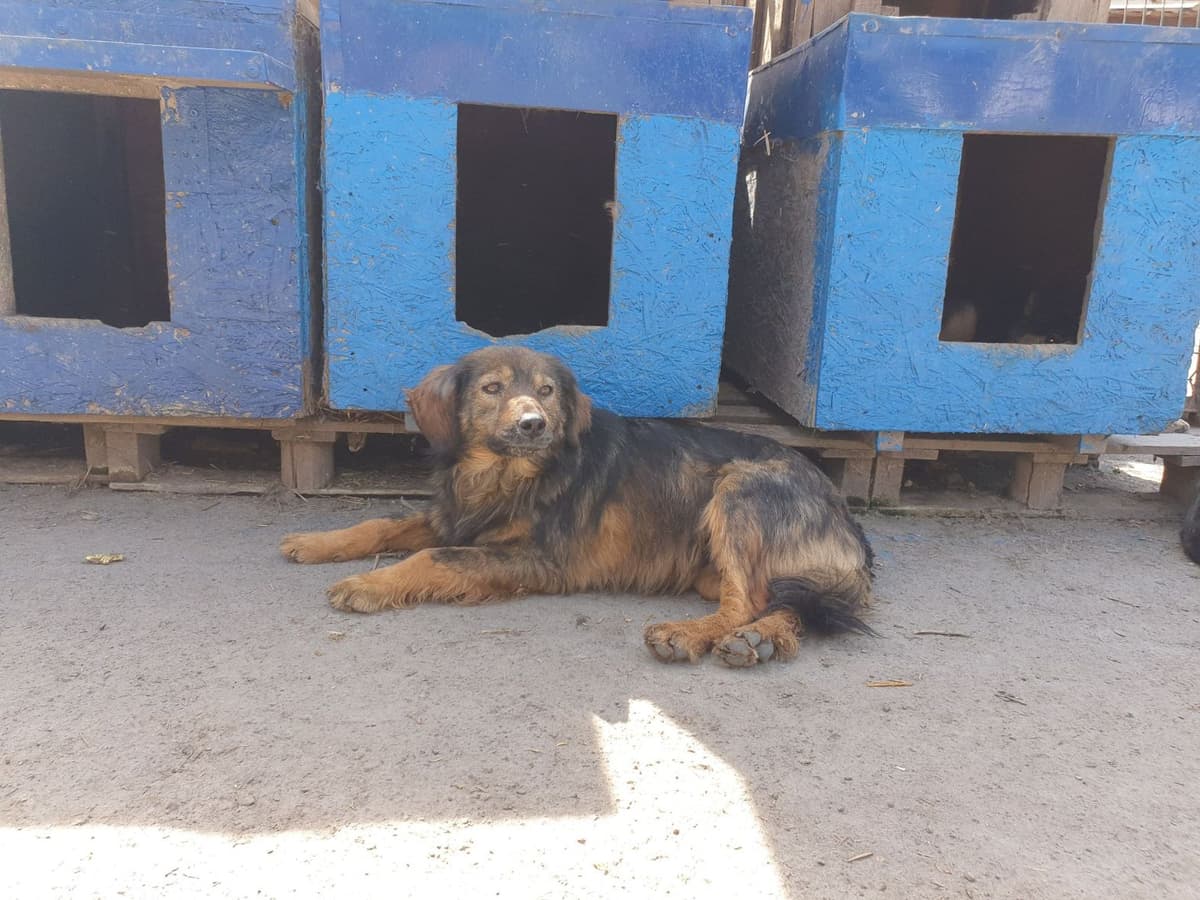 Hund aus dem SOS Tierheim #8